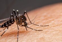 Argentina notifica más de 447.000 casos de dengue en lo que va de 2024