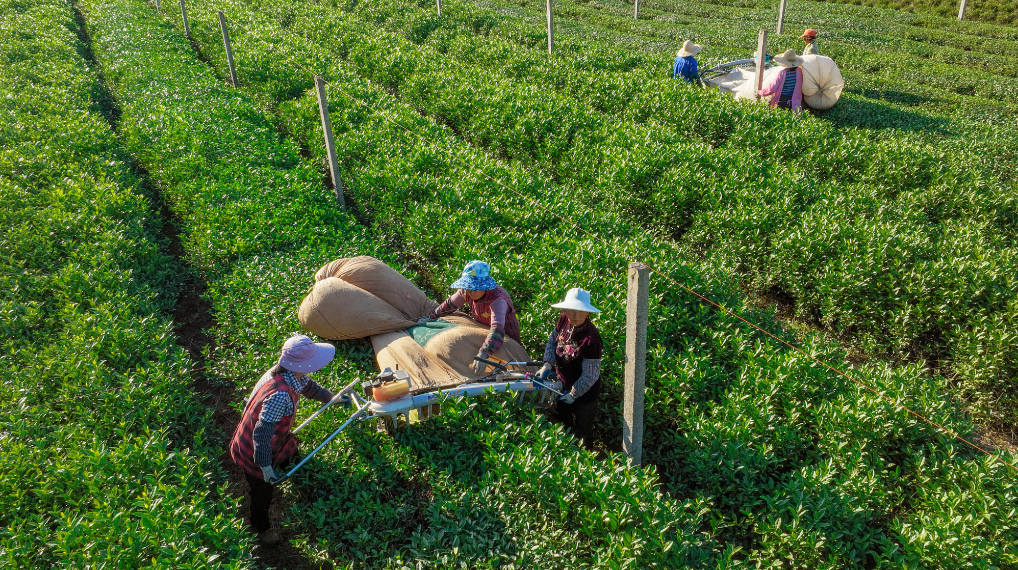 Volumen del comercio exterior de té de China registra crecimiento en primer semestre