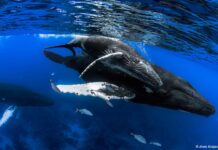 Inauguración de la exposición fotográfica «República Dominicana Submarina»