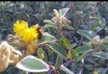 En Manzanillo: Consorcio de gas arrasa con el bosque de miel y las generaciones de productores