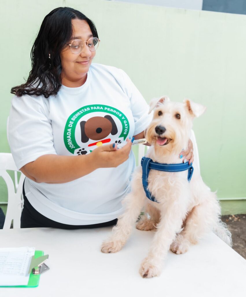La imagen actual no tiene texto alternativo. El nombre del archivo es: Alcaldia-del-Distrito-Nacional-continua-realizando-jornadas-de-esterilizacion-y-vacunacion-para-perros-y-gatos.jpeg