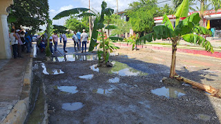 platanos calle V Noble 2