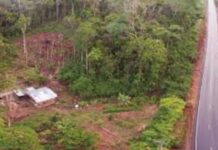 «Tierra negra» de Amazonia brasileña aumenta de forma significativa diámetro de árboles, según estudio