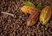 Sector cacaotero de Perú prevé aumentar producción y exportaciones en 2026