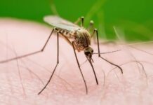 Este año se reporta en NYC primer caso del virus del Nilo Occidental